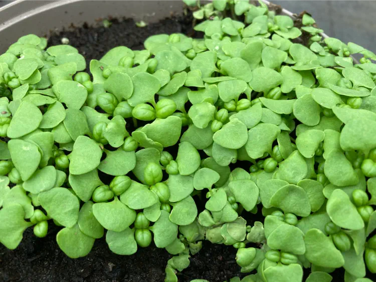 Seedlings of Basil Sweet Genovese